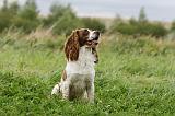 SPRINGER SPANIEL 096